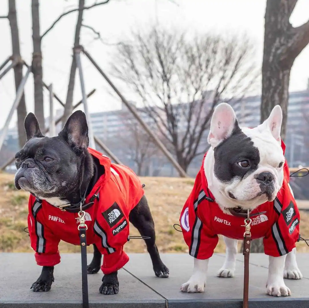 Two French Bulldogs wearing a waterproof dog raincoat in a park setting.