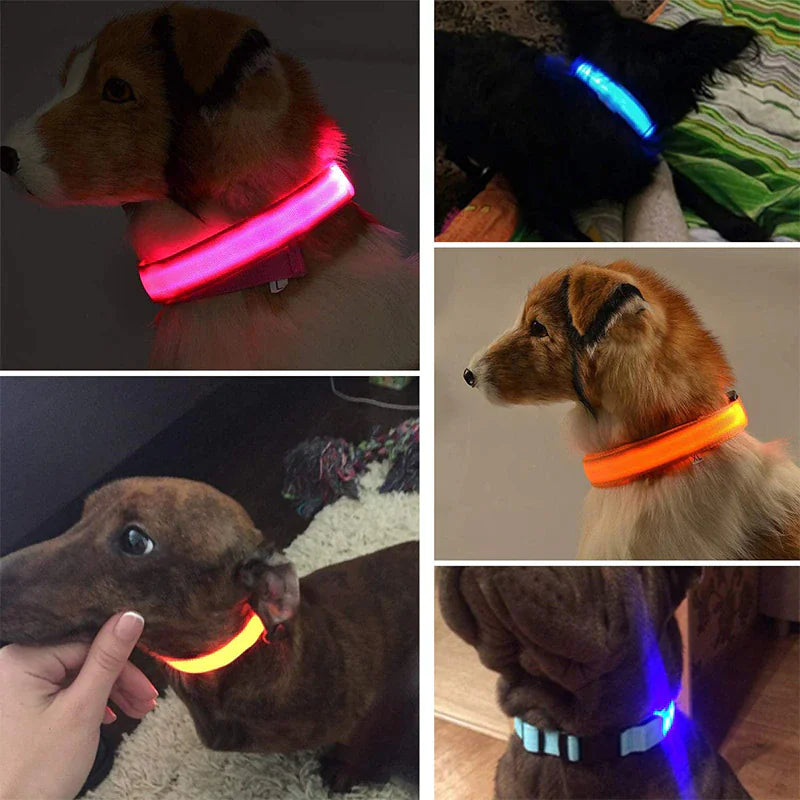 LED dog collar safety with adjustable glowing lights, featuring vibrant colors for enhanced pet visibility and nighttime protection.