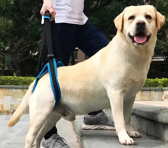 Golden retriever using canine mobility leg strap for outdoor support.
