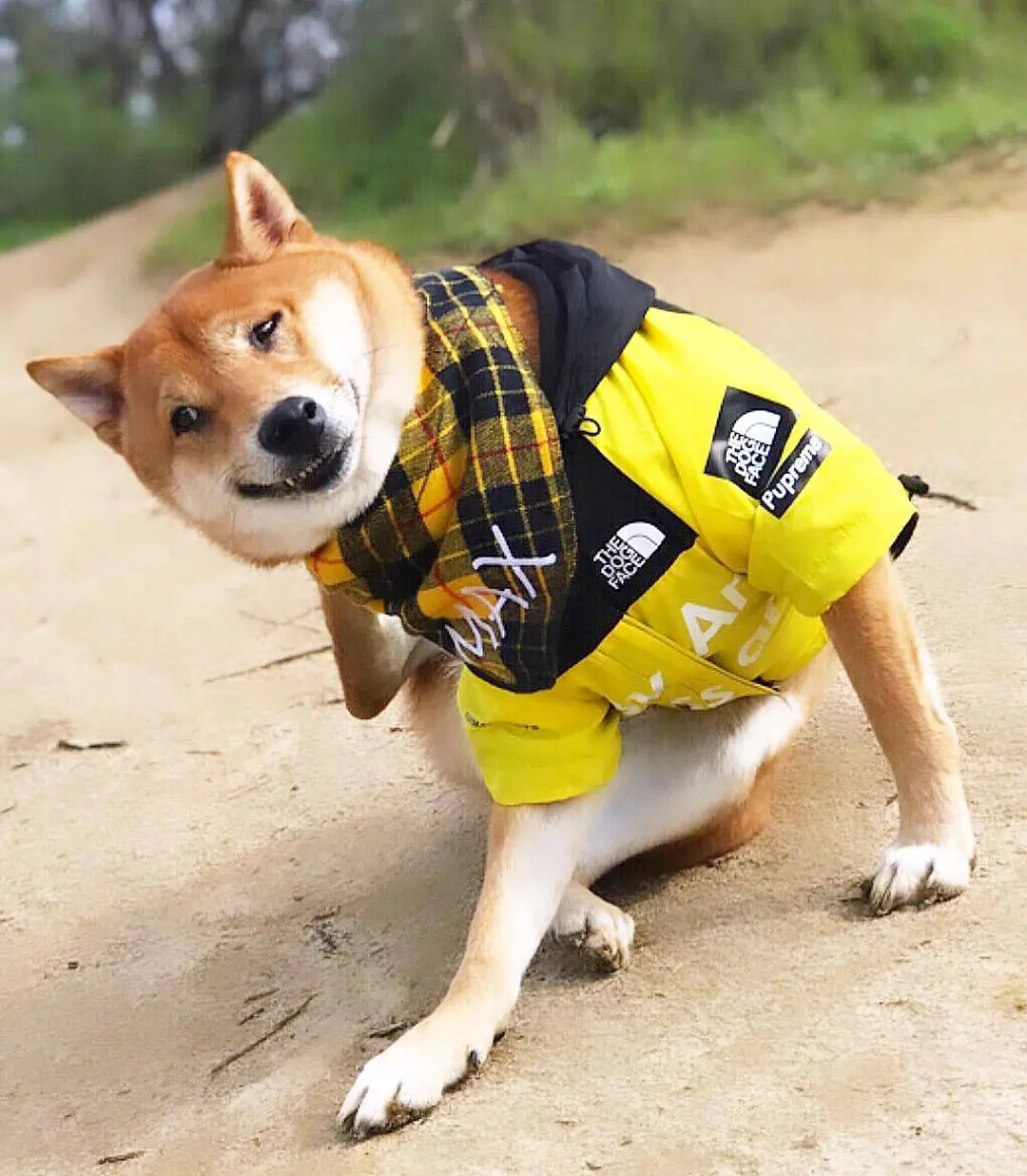 Large dog wearing a stylish yellow raincoat during a walk, ideal for rainy day adventures. Large dog raincoat for comfort and style.