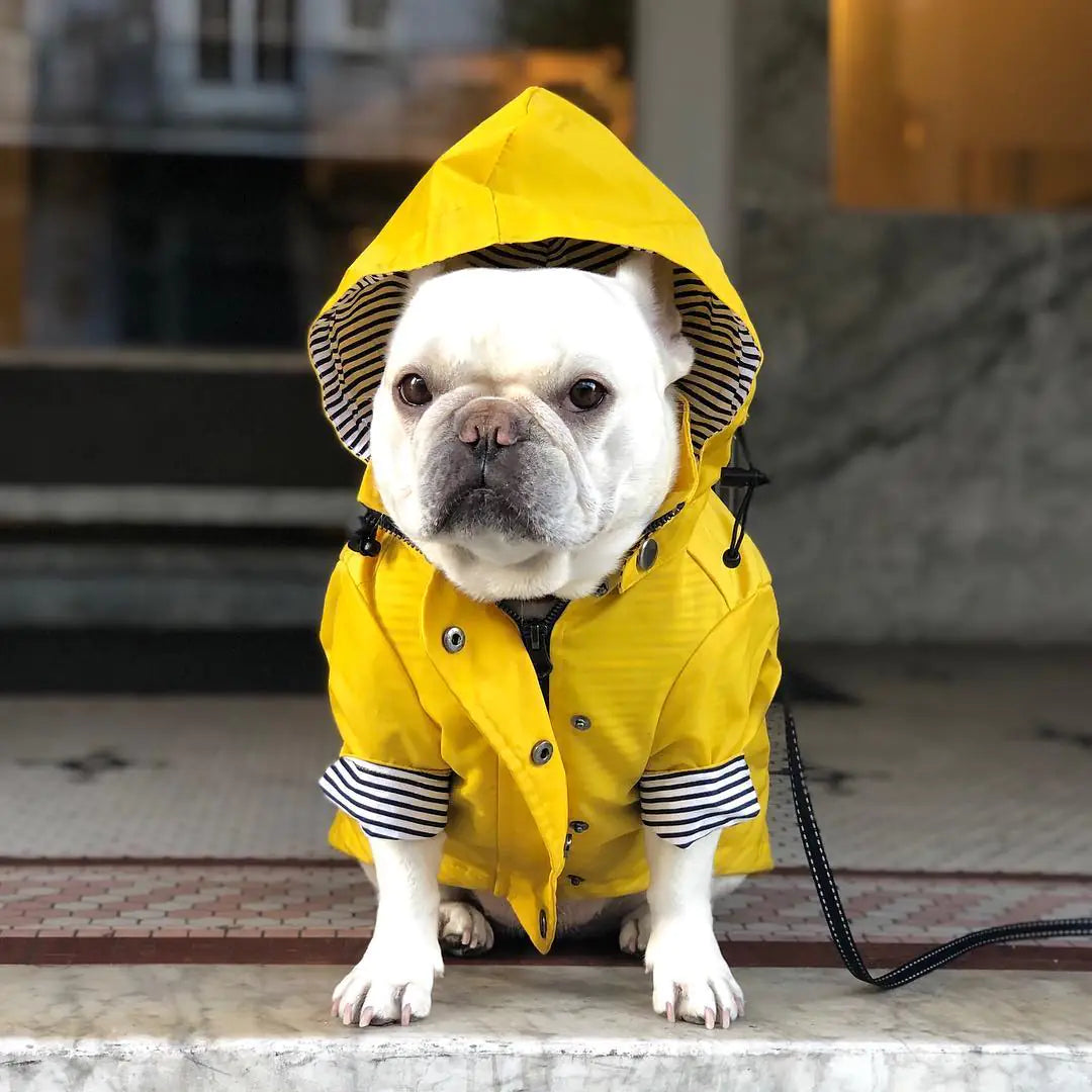 French bulldog wearing a yellow all-weather dog raincoat with a hood, sitting indoors. Stylish and waterproof pet clothing.