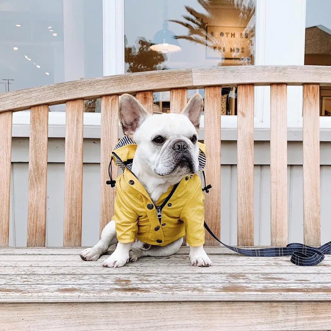 French Bulldog wearing yellow all-weather dog raincoat sitting on a bench outdoors