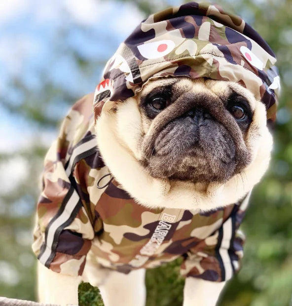 Pug wearing camouflage waterproof dog raincoat