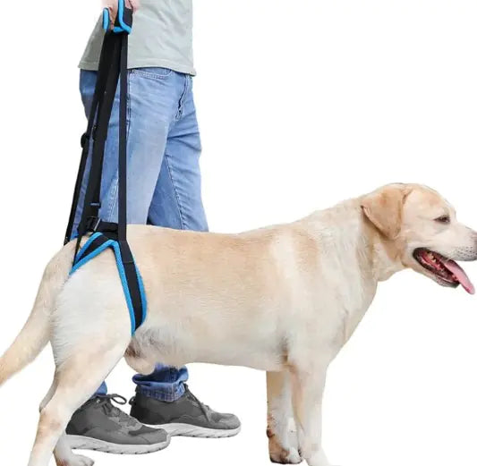 Dog supported by a person using a blue canine mobility leg strap for enhanced stability and confidence on walks.