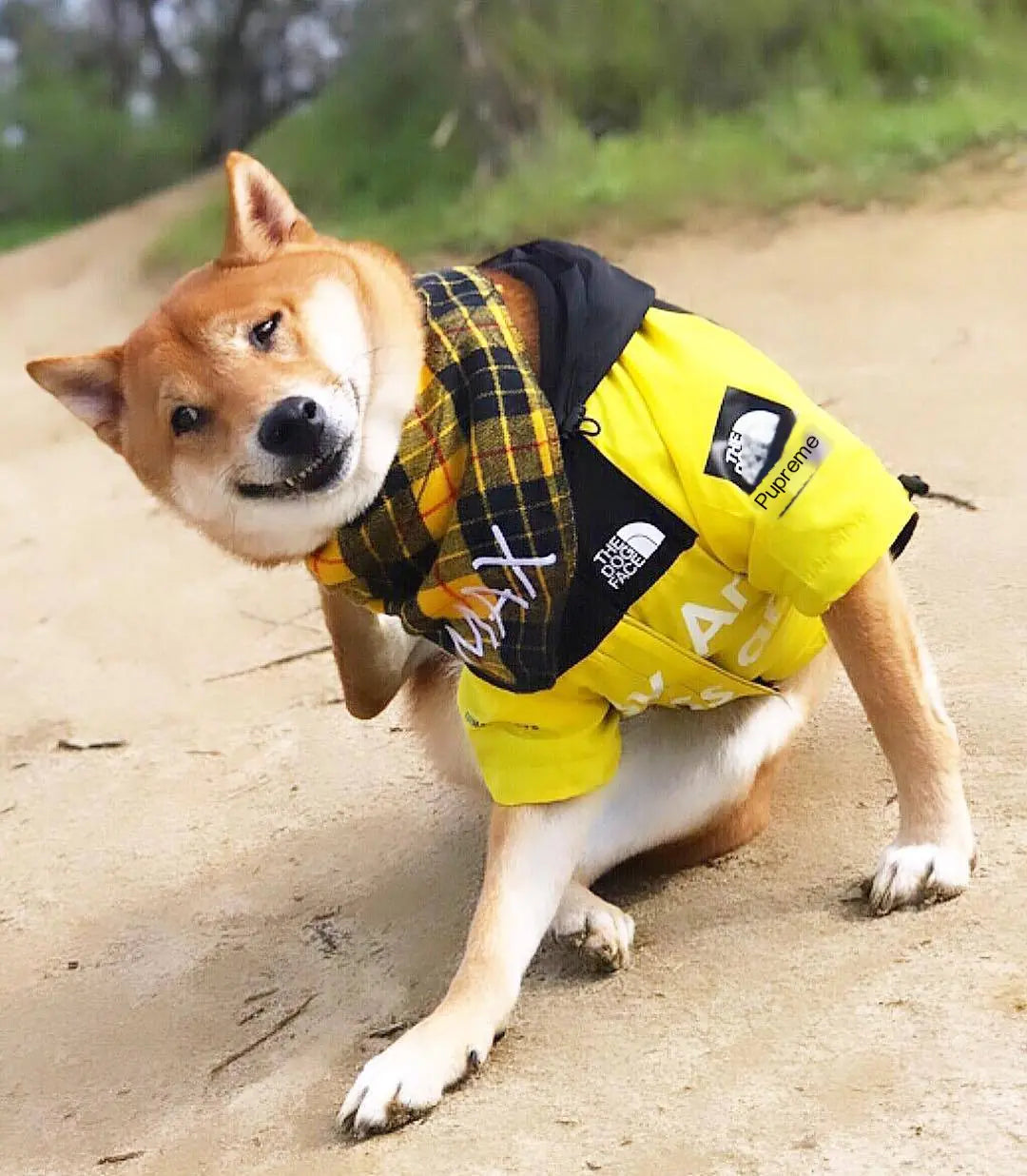 Shiba Inu wearing a large dog raincoat on a dirt path, staying dry during a rainy day adventure