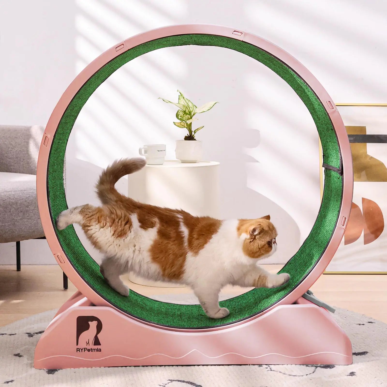 Cat using a RYpetmia cat exercise wheel indoors, promoting fitness and play on a carpeted runway.