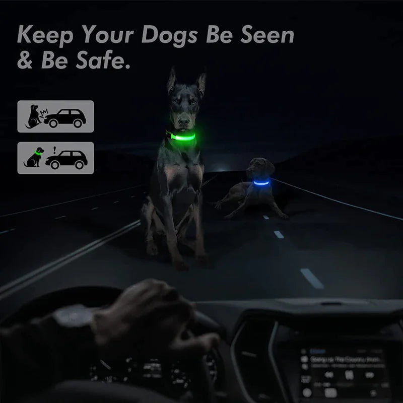 Dogs wearing LED adjustable collars for safety and visibility on a dark road. LED dog collar safety. Waterproof and flashing light up glow.