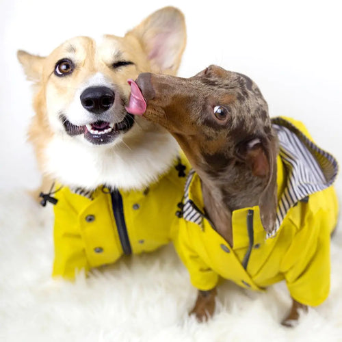 Two dogs wearing a yellow all-weather dog raincoat, showcasing waterproof protection and style.