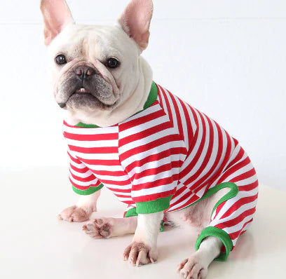 Bulldog wearing a striped winter dog coat with a four-legged design, showcasing style and warmth.