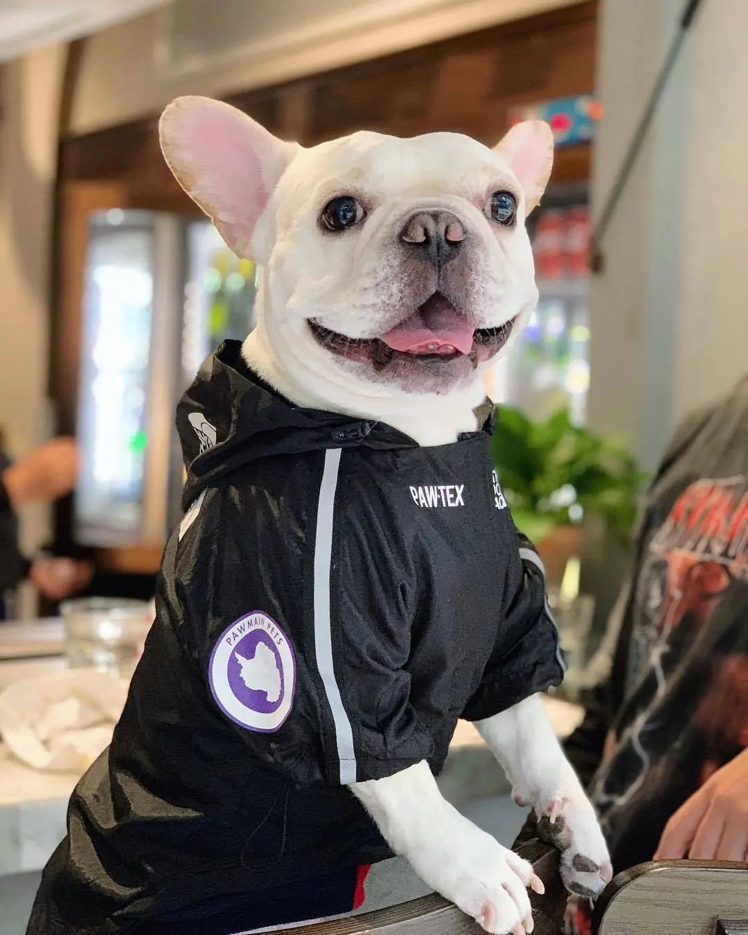 French Bulldog wearing a black waterproof dog raincoat indoors