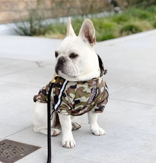 French bulldog wearing a camouflage waterproof dog raincoat on a sidewalk.