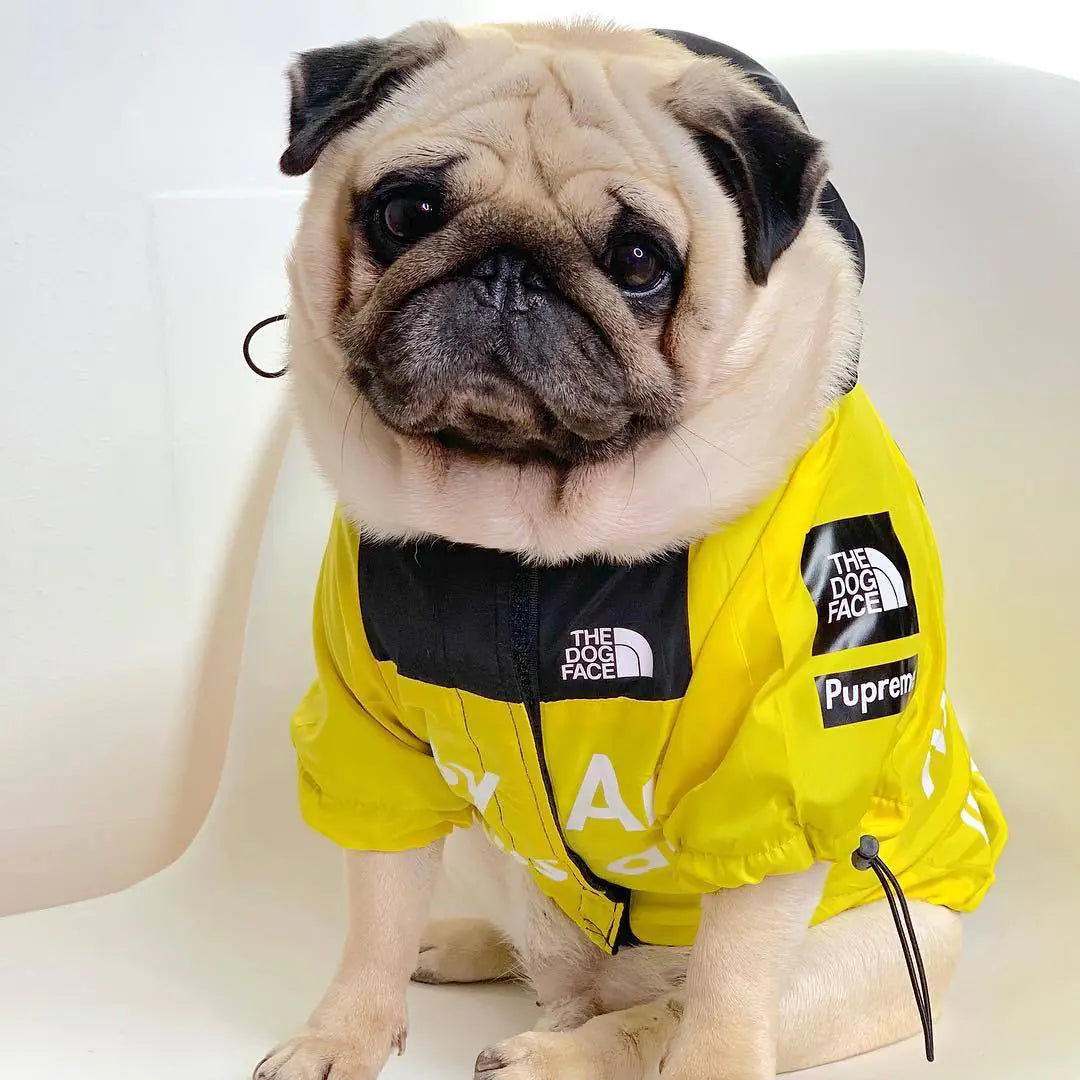 Pug wearing a yellow large dog raincoat, seated indoors and showcasing stylish pet gear for rainy days.