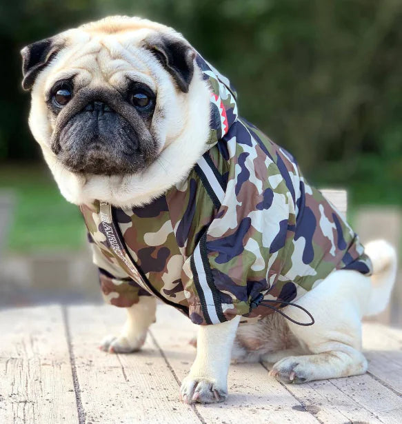 Pug wearing a camouflage waterproof dog raincoat sitting outdoors on a wooden surface.