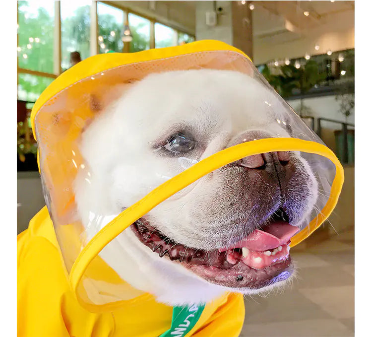 Dog wearing dinosaur puppy raincoat in yellow with transparent hood indoors