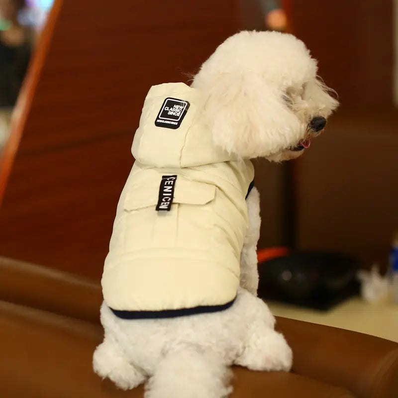 Small white dog wearing a chic winter dog vest with a hood, sitting on a couch. Perfect for chilly days in European and American styles.