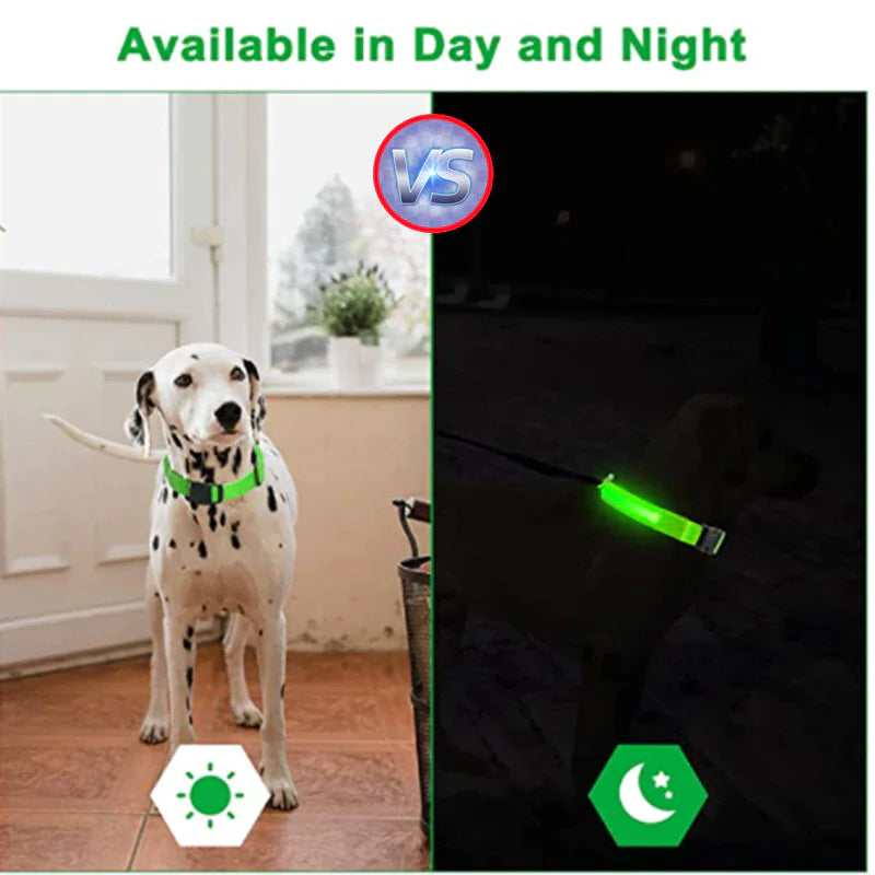 LED dog collar safety for day and night visibility on a Dalmatian, featuring a glowing light for enhanced pet safety outdoors.