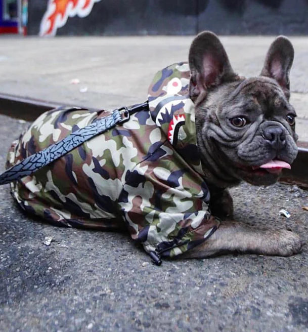 French Bulldog wearing a camo waterproof dog raincoat on a city sidewalk