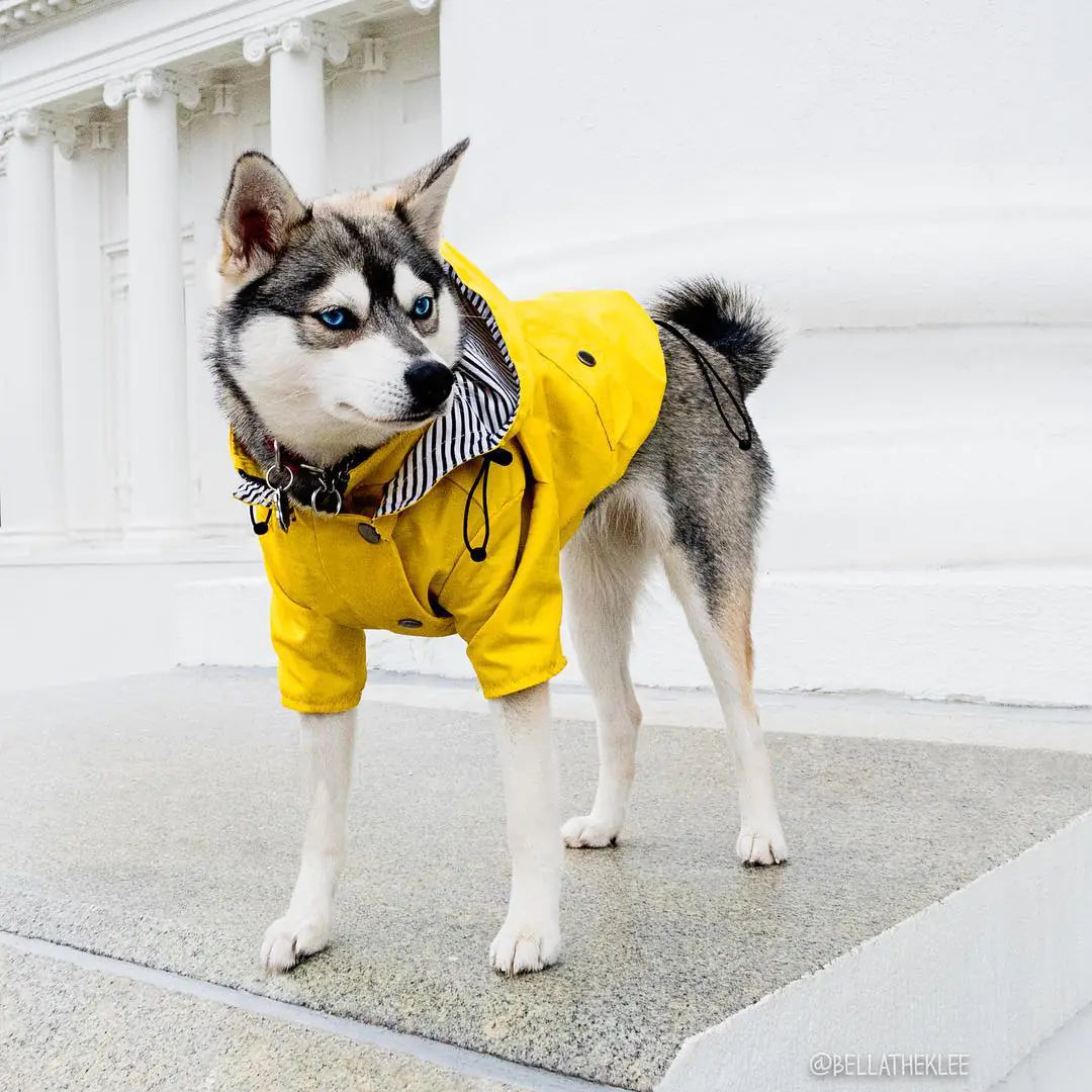 Dog wearing a yellow all-weather dog raincoat, standing outdoors on a cloudy day.