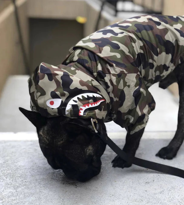 Dog wearing a camouflage waterproof dog raincoat with a shark design, perfect for keeping pets dry and stylish in rainy weather.