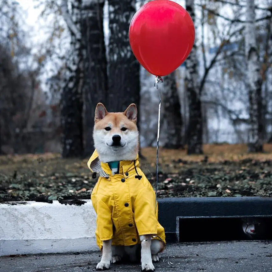 Dog in yellow all-weather dog raincoat with red balloon on a cloudy day