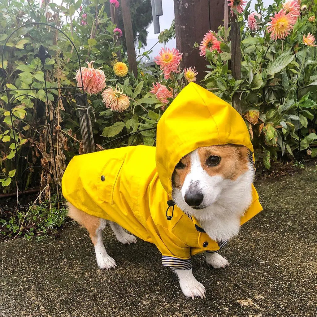 Corgi wearing a yellow all-weather dog raincoat in a garden