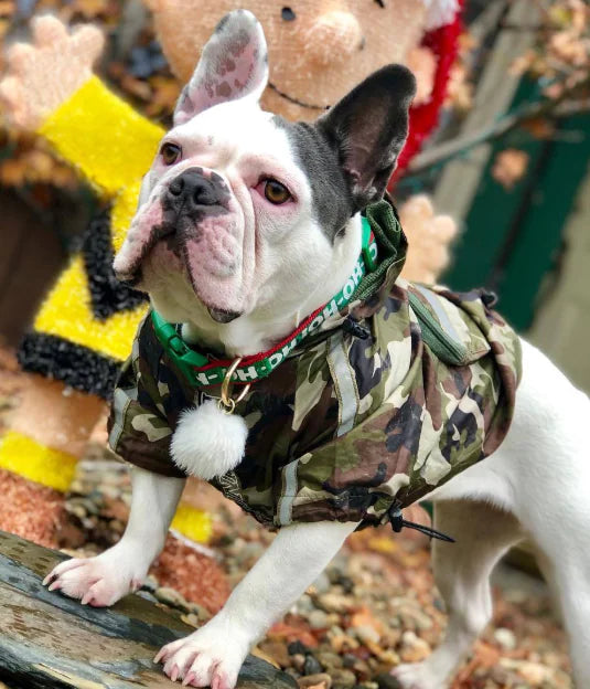 French Bulldog wearing a camouflage waterproof dog raincoat, staying dry and stylish outdoors.