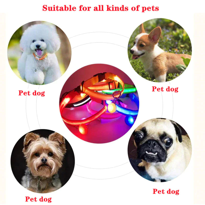 LED dog collar safety glowing on various breeds, ensuring visibility for pet dogs at night.