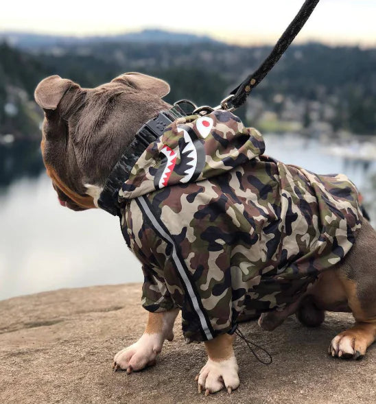 Dog wearing a camo waterproof dog raincoat with hood, sitting on a rock overlooking a lake; ideal for rainy outdoor adventures.
