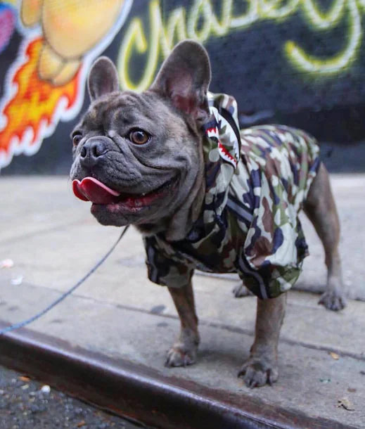 French Bulldog in a camo waterproof dog raincoat, standing on a sidewalk with a colorful background, showcasing pet fashion.