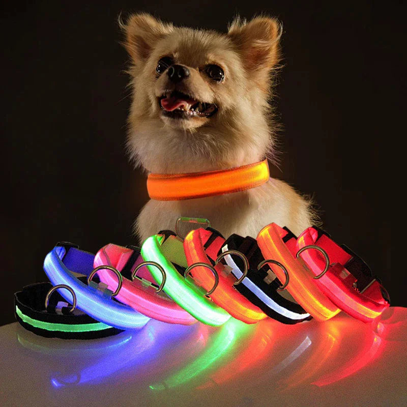 Dog wearing LED dog collar safety, showcasing various glowing colors for high visibility and waterproof performance.