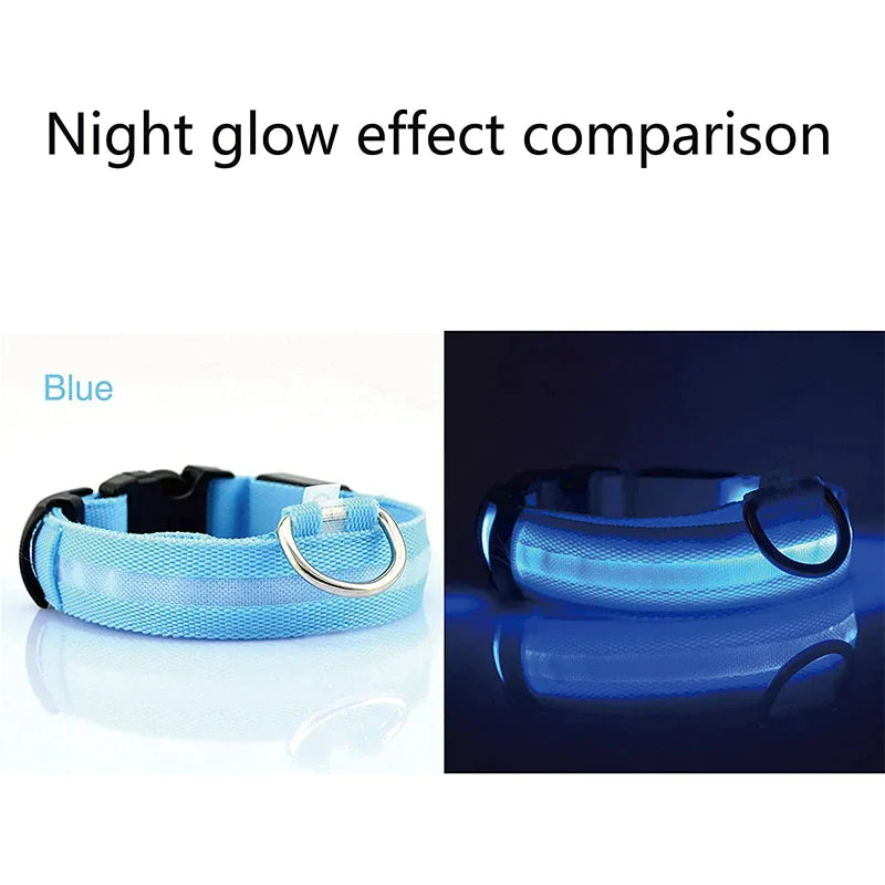 Blue LED dog collar safety with glowing comparison effect for pet visibility at night