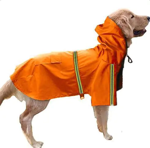 Golden Retriever wearing a hi-vis waterproof dog raincoat for visibility and protection during rainy walks.