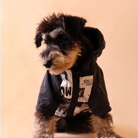 Small dog wearing a chic reflective dog raincoat with burnt-out print, perfect for style and protection.